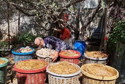 الرزي ينجح في زراعة الفطر المنزلي